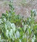 balsam herb